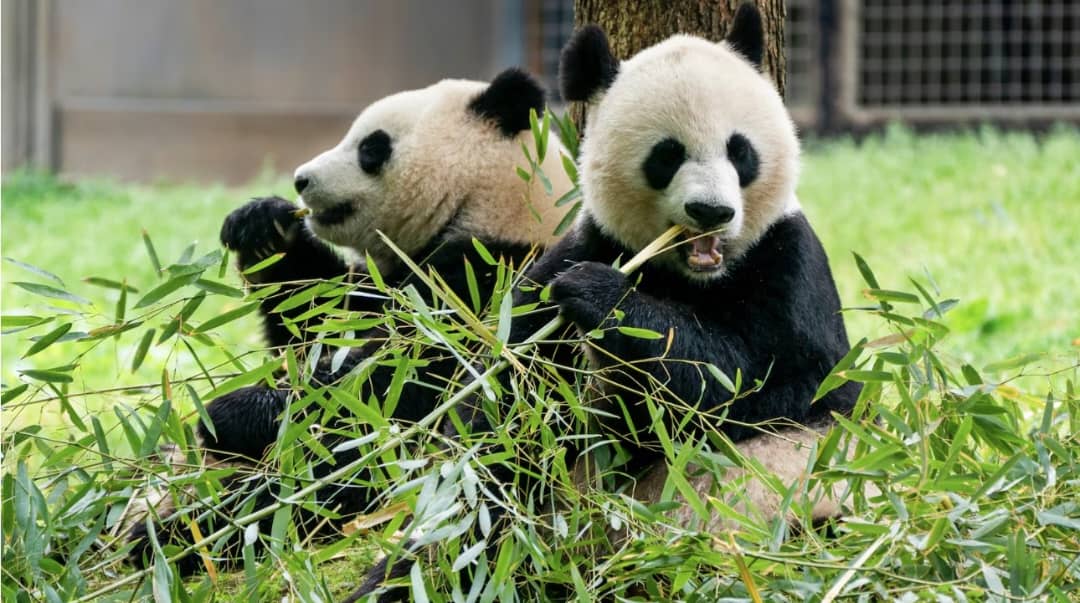 Abadipolomate b’u Bushinwa bashya b’inyamaswa za panda, Ping Ping na Fu Shuang, bari mu nzira berekeza i Atlanta.